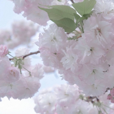 眉县福瑞交流群